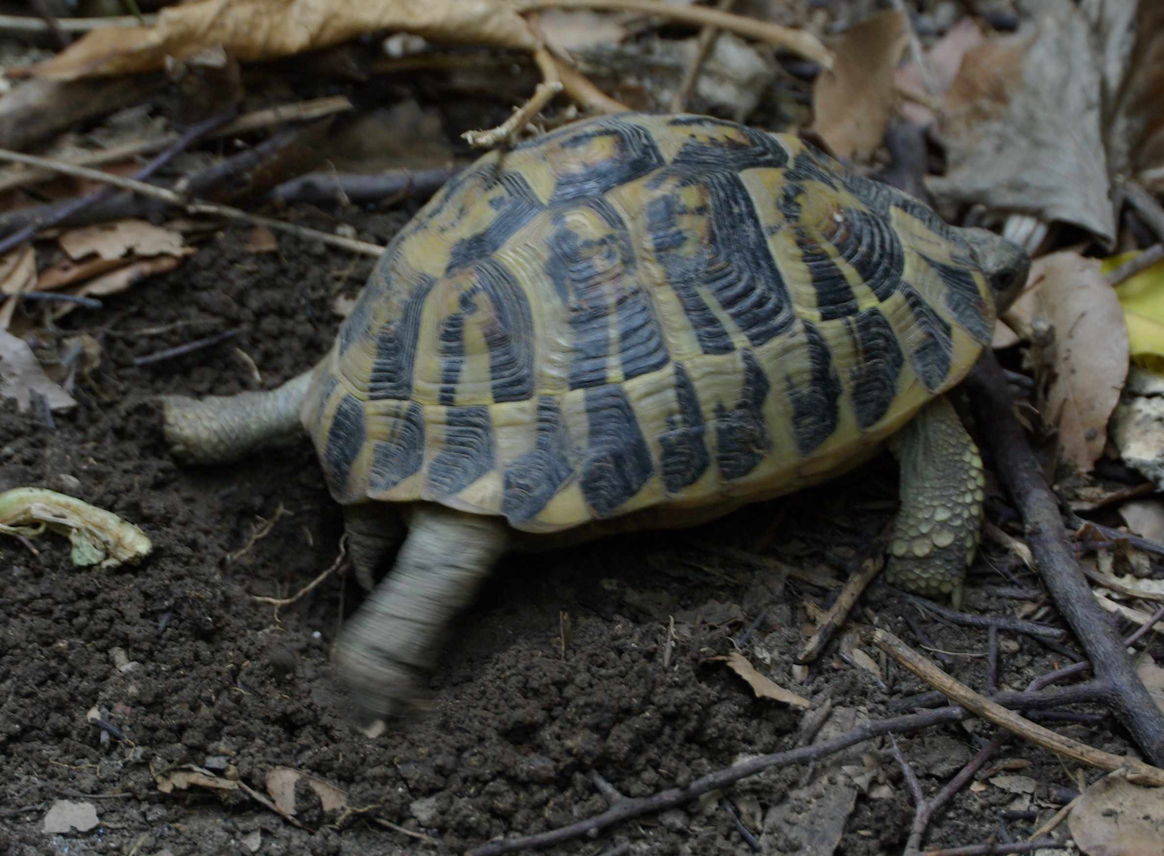 deposizione testudo hermanni